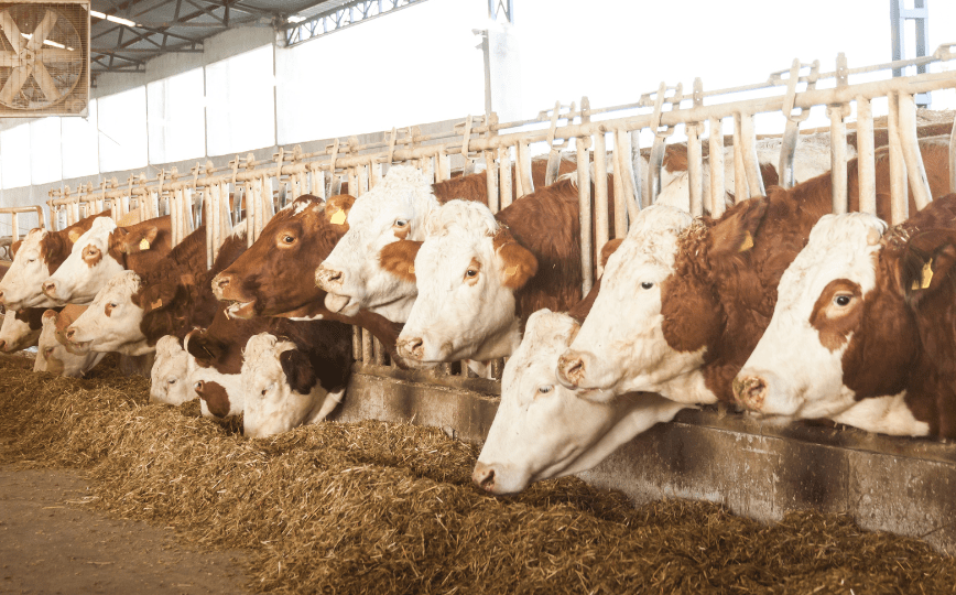 Preço da Carne Bovina Exportada Ultrapassa US$ 4 mil