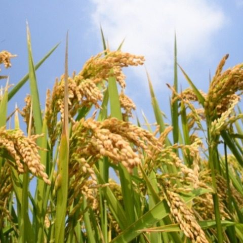 Arroz Parboilizado