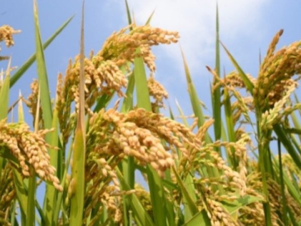 Arroz Parboilizado
