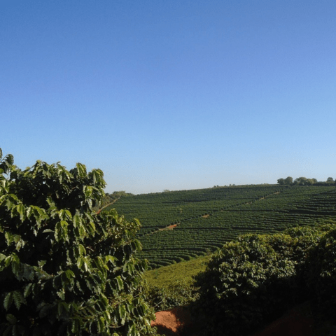 Fazenda de Café á Venda