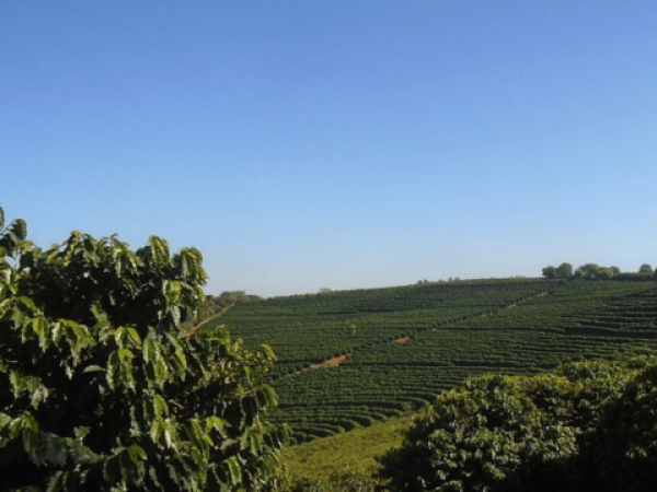 Fazenda de Café á Venda