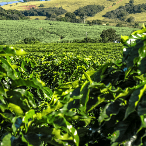 Fazenda Cafeeira Irrigada à Venda