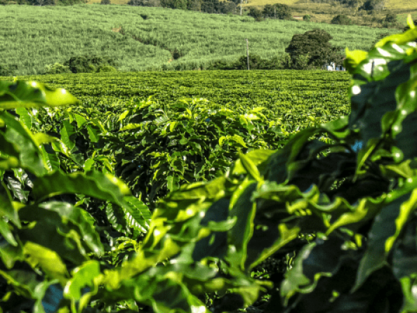 Fazenda Cafeeira Irrigada à Venda