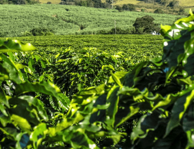 Fazenda Cafeeira Irrigada à Venda