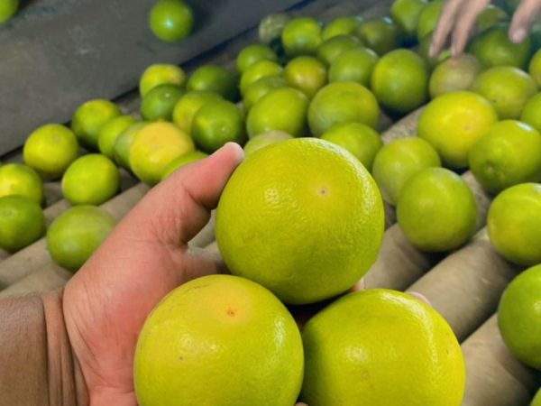 Laranja Pera Rio