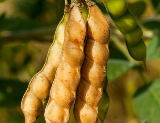 Soja GMO