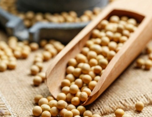 Soja GMO