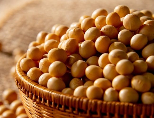 Soja GMO