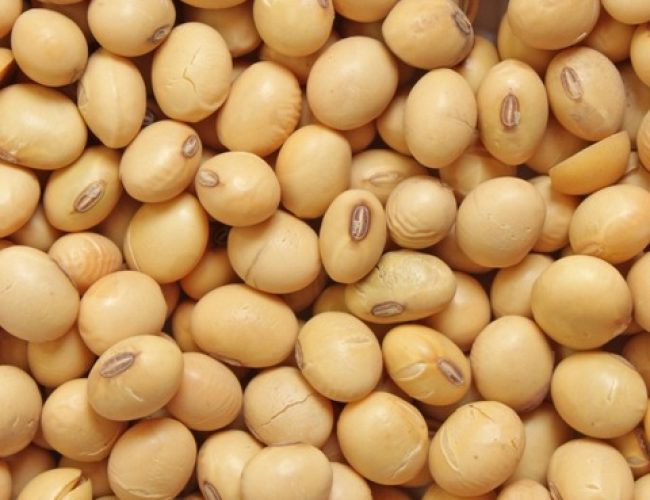 Soja GMO