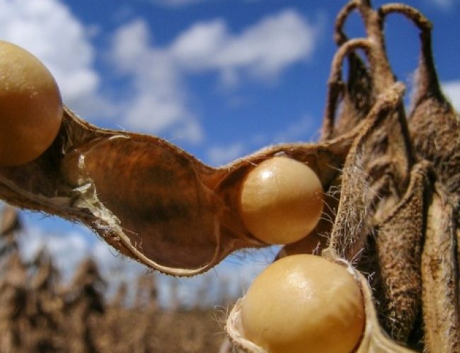 Soja GMO